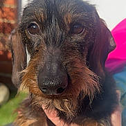 Jack a rejoint le concours — aidez-le/la à gagner de superbes lots ! animal, black, brown, canine, close_up, cute, dachshund, dog, expression, face, friendly, fur, hand, mammal, outdoor, person, pet, portrait, sunlight, whiskers