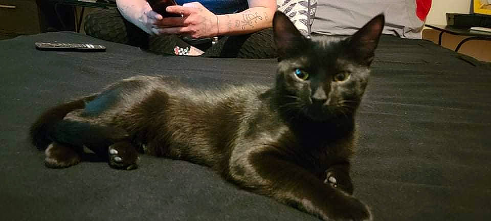 Kush joined the competition — help win amazing prizes! black_cat, bombay, carnivore, cat, claw, domestic_short_haired_cat, felidae, fur, gesture, havana_brown, mobile_phone, small_to_medium_sized_cats, snout, tail, terrestrial_animal, whiskers