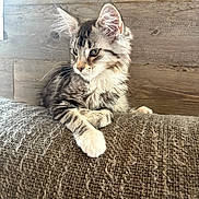 Yuumi a rejoint le concours — aidez-le/la à gagner de superbes lots ! cat, kitten, tabby, feline, pet, indoor, couch, texture, fur, whiskers, ears, wooden_wall, resting, looking_away, young_animal, domestic_animal, cute, fluffy, side_view, relaxed