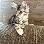 cat, kitten, tabby, feline, pet, indoor, couch, texture, fur, whiskers, ears, wooden_wall, resting, looking_away, young_animal, domestic_animal, cute, fluffy, side_view, relaxed