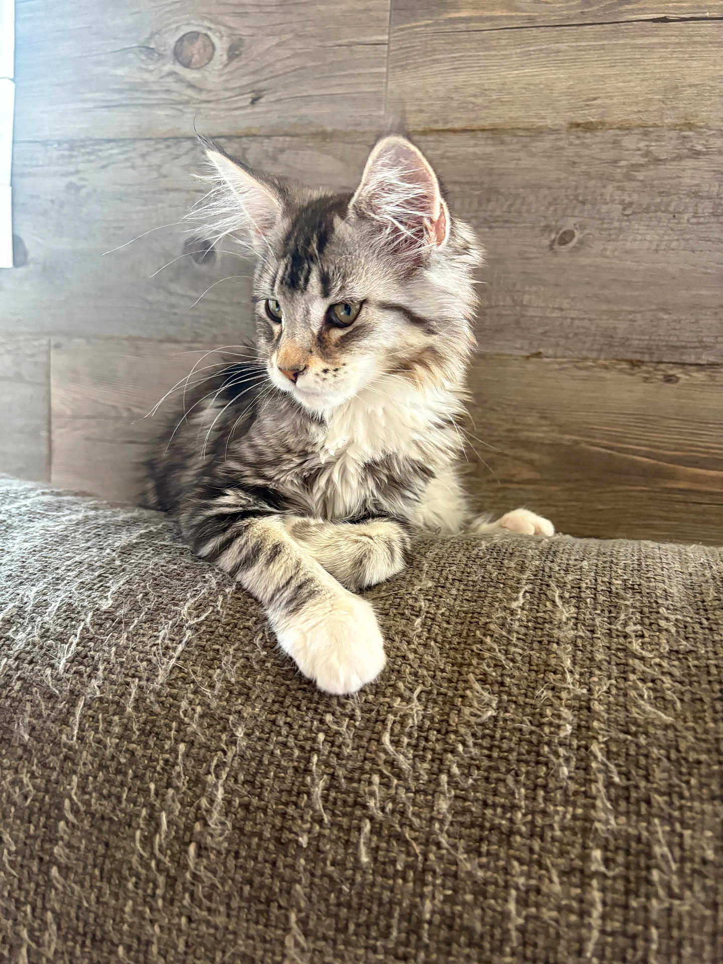 Yuumi a rejoint le concours — aidez-le/la à gagner de superbes lots ! cat, kitten, tabby, feline, pet, indoor, couch, texture, fur, whiskers, ears, wooden_wall, resting, looking_away, young_animal, domestic_animal, cute, fluffy, side_view, relaxed