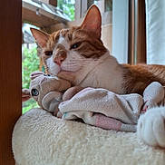 Tigrou participe au concours pour gagner de l'argent avec cette photo : blurred_background, cat, closeup, cozy, cute, feline, home, indoor, natural_light, orange_cat, pet, plush_toy, relaxed, resting, snuggling, soft_surface, stuffed_animal, white_cat, window, wooden_frame