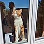 cat, orange_and_white_cat, window, glass, reflection, person, smartphone, outdoor, roof, sky, sunlight, curious_cat, pet, animal, daylight, face, standing_cat, house, portrait, people