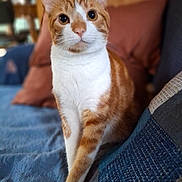 Tigrou a rejoint le concours — aidez-le/la à gagner de superbes lots ! cat, orange_cat, white_cat, pet, indoor, sitting, blanket, cushion, furniture, cozy, cute, animal, whiskers, ears, feline, looking, portrait, domestic, household, relaxed