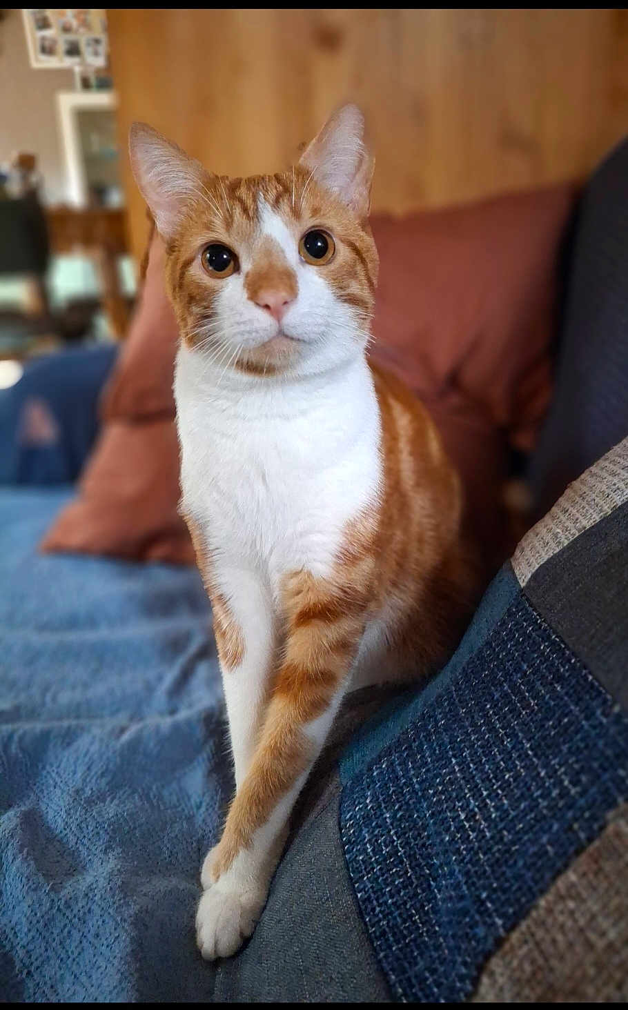 Tigrou a rejoint le concours — aidez-le/la à gagner de superbes lots ! cat, orange_cat, white_cat, pet, indoor, sitting, blanket, cushion, furniture, cozy, cute, animal, whiskers, ears, feline, looking, portrait, domestic, household, relaxed