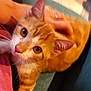 cat, orange_cat, white_fur, pet, hand, indoor, close_up, feline, whiskers, ears, eyes, fur, domestic_animal, cute, companion, animal, resting, looking_up, human_interaction, cozy