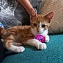 kitten, cat, orange_cat, white_cat, toy, pink_toy, couch, pillow, arm, indoor, pet, feline, cute, young_cat, relaxing, domestic_cat, playful, closeup, animal, resting