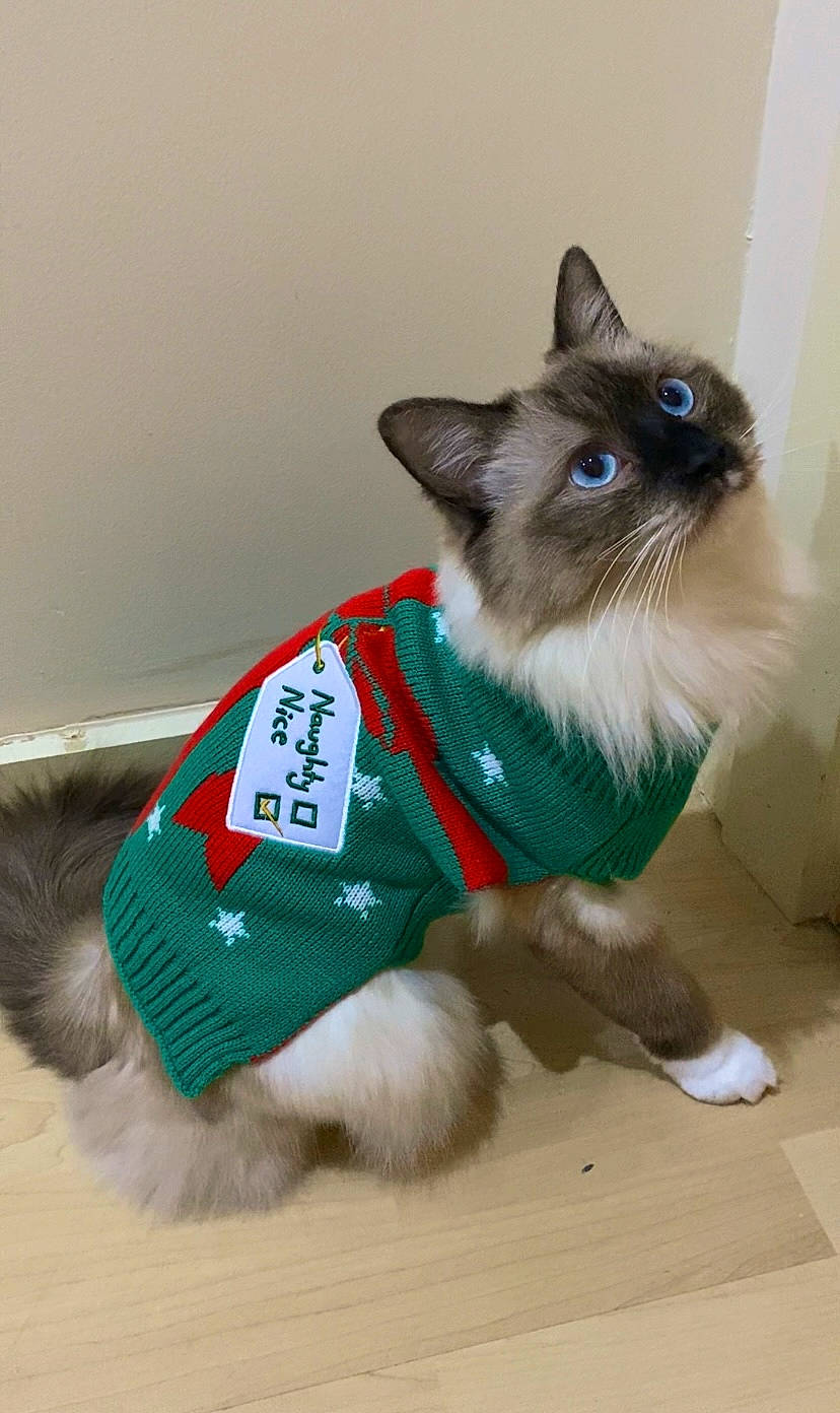 Elias joined the competition — help win amazing prizes! balinese, birman, carnivore, cat, collar, companion_dog, dog_breed, dog_clothes, dog_supply, event, fawn, felidae, fur, pet_supply, siamese, small_to_medium_sized_cats, snout, tail, thai, whiskers