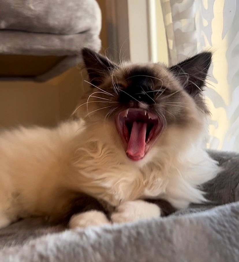 Elias is registered to the contest to win money with this photo: carnivore, cat, claw, comfort, eye, fang, felidae, foot, fur, happy, paw, roar, shout, small_to_medium_sized_cats, snout, terrestrial_animal, tooth, whiskers, window, yawn