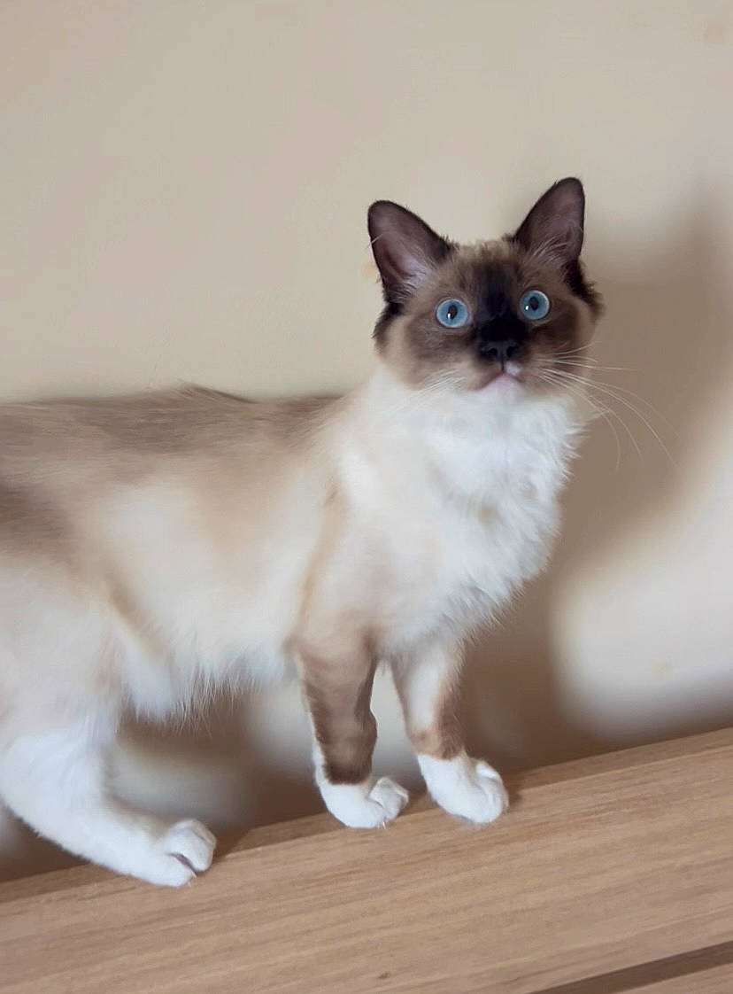 Elias is registered to the contest to win money with this photo: birman, carnivore, cat, fawn, felidae, flooring, fur, hardwood, paw, siamese, small_to_medium_sized_cats, snout, tail, terrestrial_animal, whiskers, wood