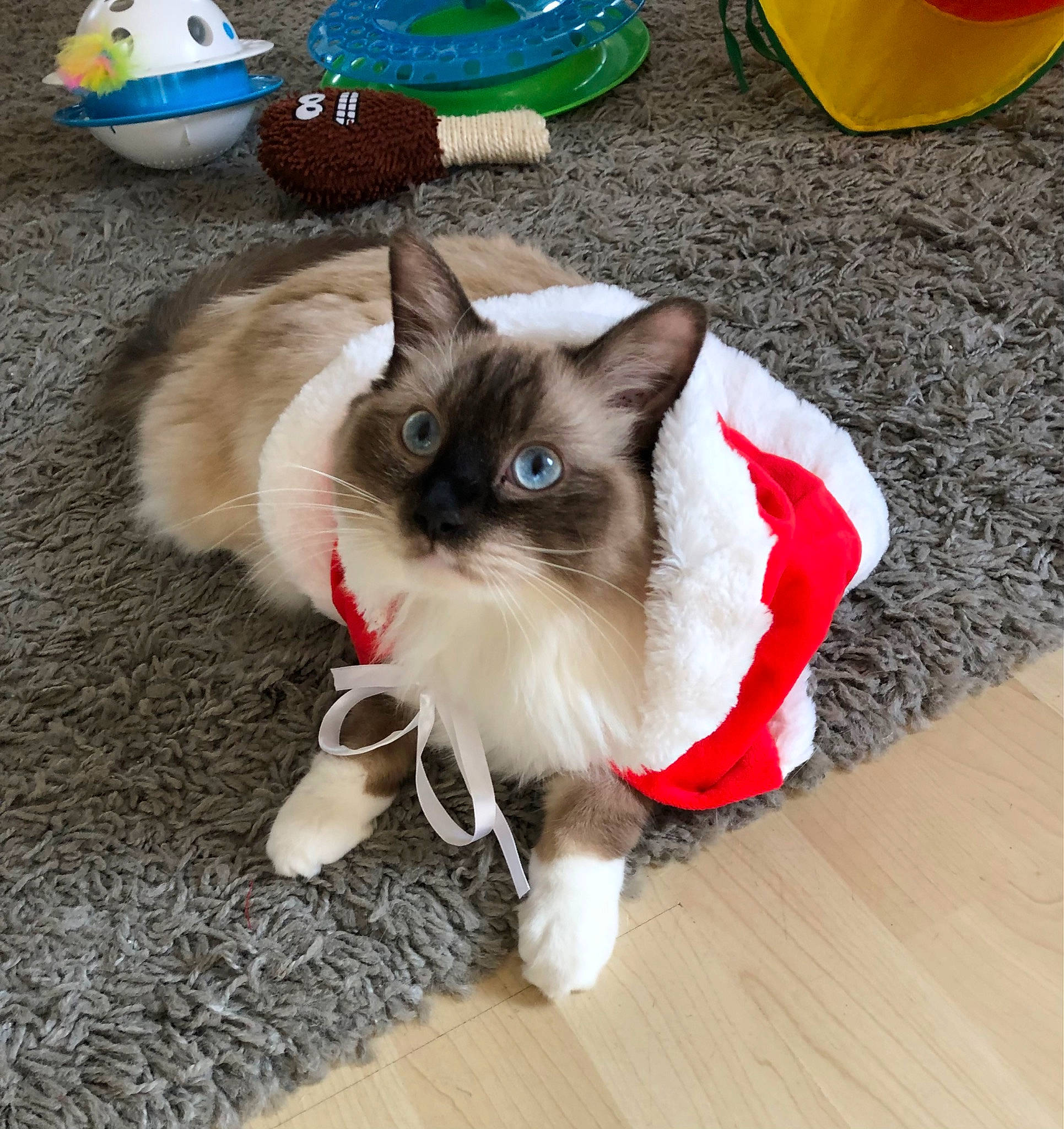 Elias is registered to the contest to win money with this photo: carnivore, cat, comfort, companion_dog, felidae, flooring, foot, fur, grass, hardwood, laminate_flooring, paw, siamese, small_to_medium_sized_cats, snout, tail, terrestrial_animal, whiskers, wood, wood_flooring