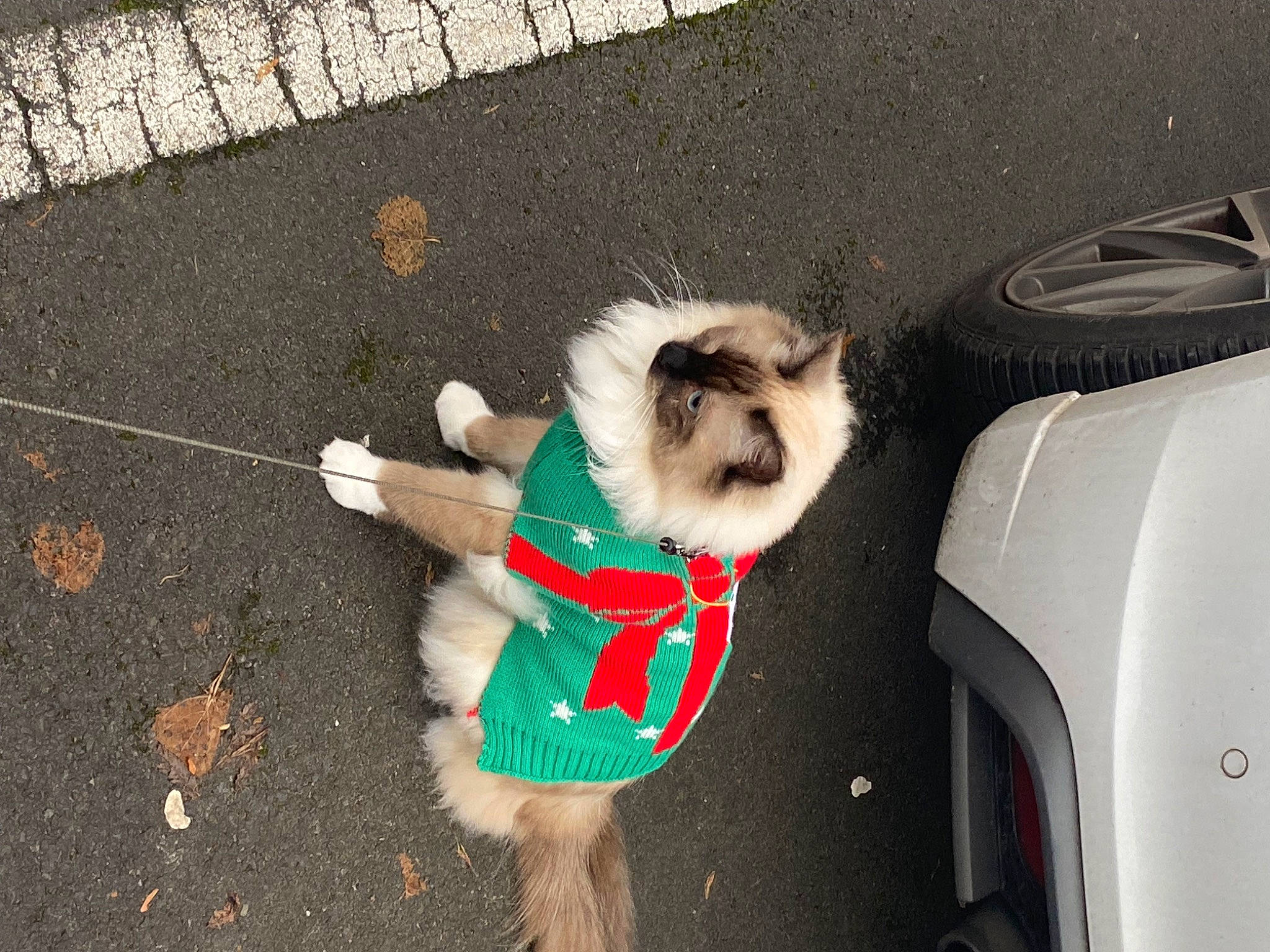 Elias is registered to the contest to win money with this photo: asphalt, auto_part, automotive_exterior, carnivore, companion_dog, dog, dog_breed, fawn, felidae, fender, fur, leash, road_surface, small_to_medium_sized_cats, snout, sporting_group, tail, toy_dog, trunk, vehicle_door