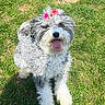 Millie is registered to the contest to win money with this photo: dog, grass, outdoor, sunlight, flower_clips, pet, happy, curly_fur, tongue_out, nature, greenery, animal, canine, playful, summer, cute, portrait, sitting, daytime, adorable