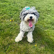Millie is registered to the contest to win money with this photo: dog, grass, outdoor, pet, animal, happy, tongue_out, bow, cute, fluffy, canine, nature, greenery, summer, playful, fur, portrait, grass_field, daylight, smiling