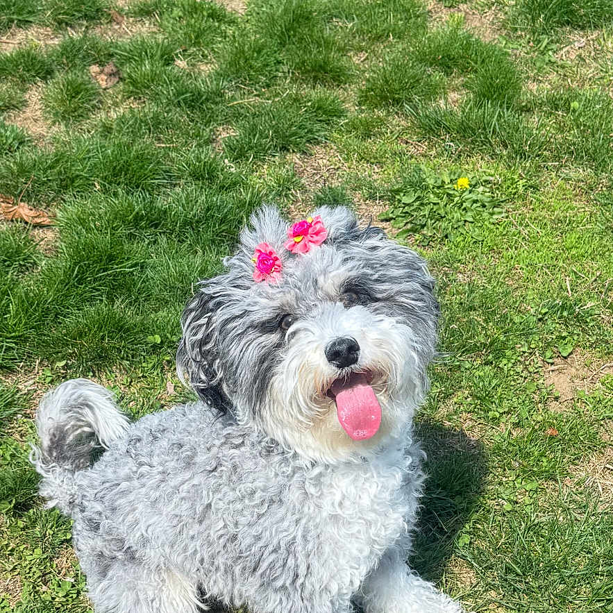 Millie