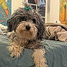Millie is registered to the contest to win money with this photo: dog, fluffy, bed, blanket, bow, indoor, window, colorful_art, wall_painting, blue, curious, pet, fur, cozy, room, relaxed, animal, home, looking, table