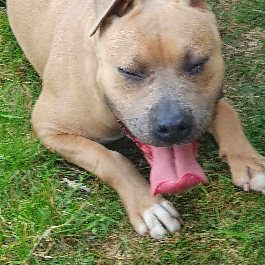 Talya a rejoint le concours — aidez-le/la à gagner de superbes lots ! animal, canine, cute, daylight, dog, ears, friendly, fur, grass, lying_down, muzzle, nature, outdoor, paw, pet, relaxed, snout, tongue, tongue_out, yawning