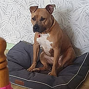 Talya participe au concours pour gagner de l'argent avec cette photo : calm, collar, dog, dog_bed, domestic_animal, flooring, furniture, home, indoor, medium_sized, patterned_wall, pet, pink_cloth, red_tag, relaxed, sitting, tan_coat, wallpaper, white_markings, wooden_floor