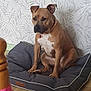 calm, collar, dog, dog_bed, domestic_animal, flooring, furniture, home, indoor, medium_sized, patterned_wall, pet, pink_cloth, red_tag, relaxed, sitting, tan_coat, wallpaper, white_markings, wooden_floor