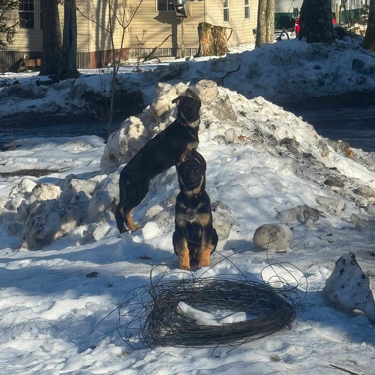 Shepherds is registered to the contest to win money with this photo: animal, architecture, building, canine, dog, face, head, hound, nature, outdoors, person, pet, photography, plant, portrait, puppy, rock, shelter, tree, vegetation