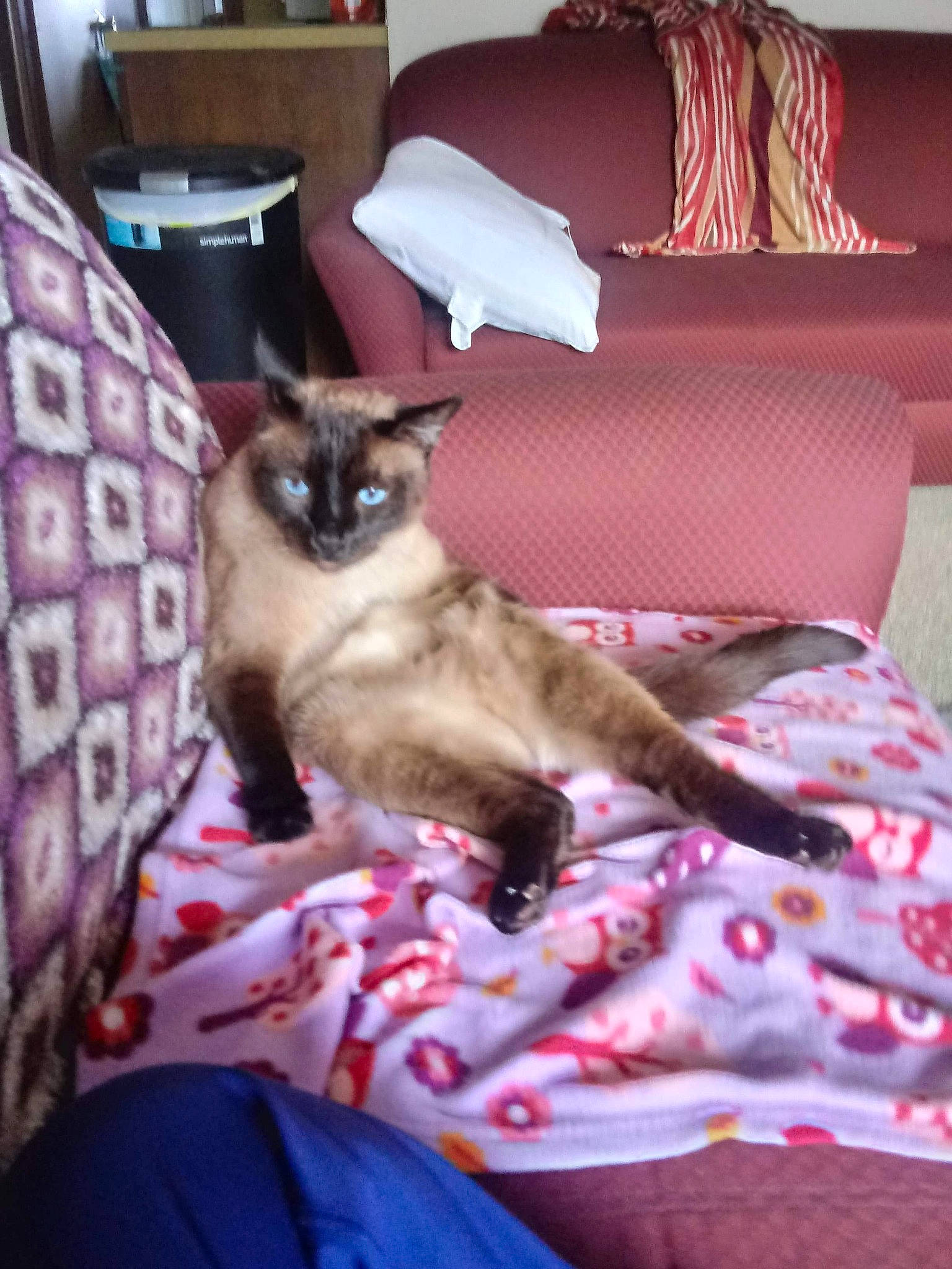 Buzzy Pierce is registered to the contest to win money with this photo: asian, balinese, carnivore, cat, colorpoint_shorthair, cornish_rex, fawn, felidae, furniture, kitten, mammal, siamese, small_to_medium_sized_cats, thai, tonkinese