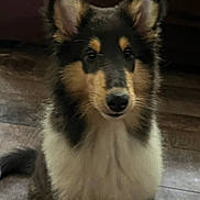 Kya is registered to the contest to win money with this photo: dog, indoor, floor, fur, pet, animal, tricolor, curious, sitting, canine, ears, face, black, brown, white, young, domestic, portrait, closeup, cute