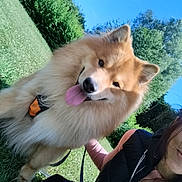 Loki a rejoint le concours — aidez-le/la à gagner de superbes lots ! dog, fluffy, outdoor, grass, blue_sky, person, vest, pink_shirt, tongue_out, happy, leash, nature, sunny, trees, smiling, pet, canine, portrait, animal, companion