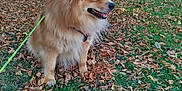 Loki participe au concours pour gagner de l'argent avec cette photo : dog, fluffy, sitting, grass, leaves, autumn, outdoor, daylight, pet, canine, nature, tree, yard, fence, smiling, fur, animal, leash, sunlight, garden