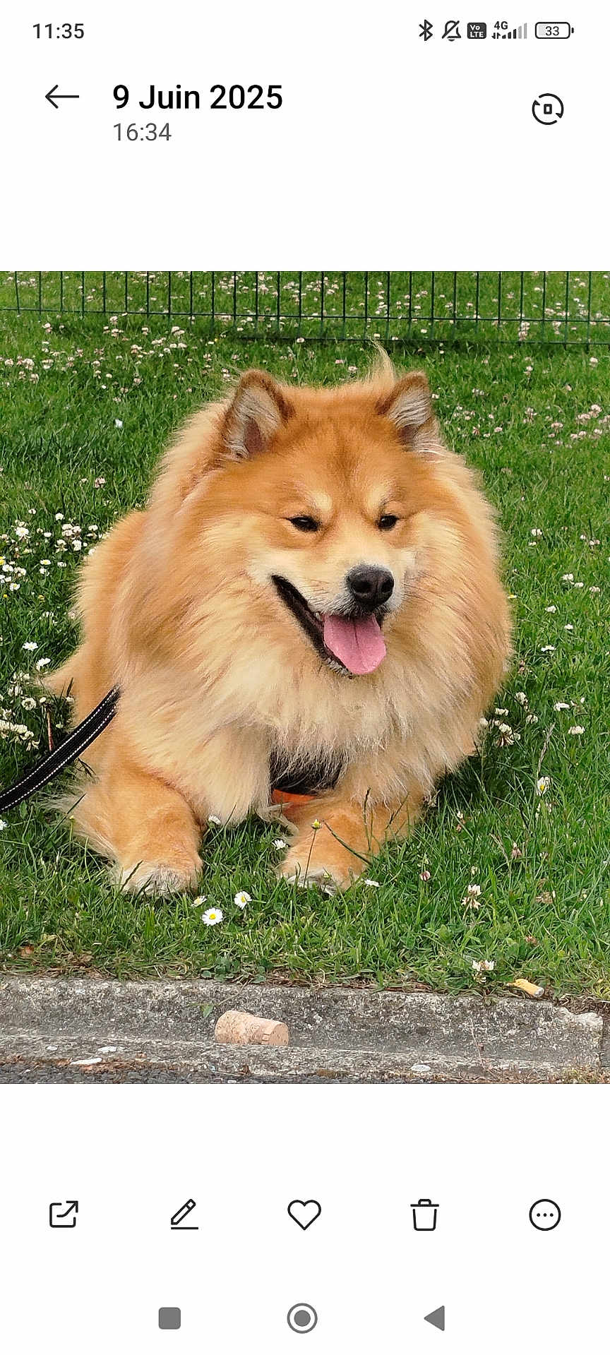 Loki participe au concours pour gagner de l'argent avec cette photo : dog, animal, grass, flower, outdoor, pet, canine, happy, tongue_out, fur, leash, nature, pavement, cork, resting, sunlight, summer, fence, closeup, mammal