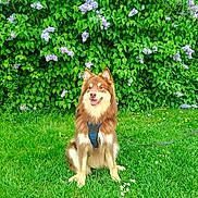 Aïko participe au concours pour gagner de l'argent avec cette photo : animal, bush, canine, cute, daylight, dog, flowers, fur, garden, grass, greenery, happy, leash, nature, outdoor, pet, portrait, purple_flowers, sitting, summer