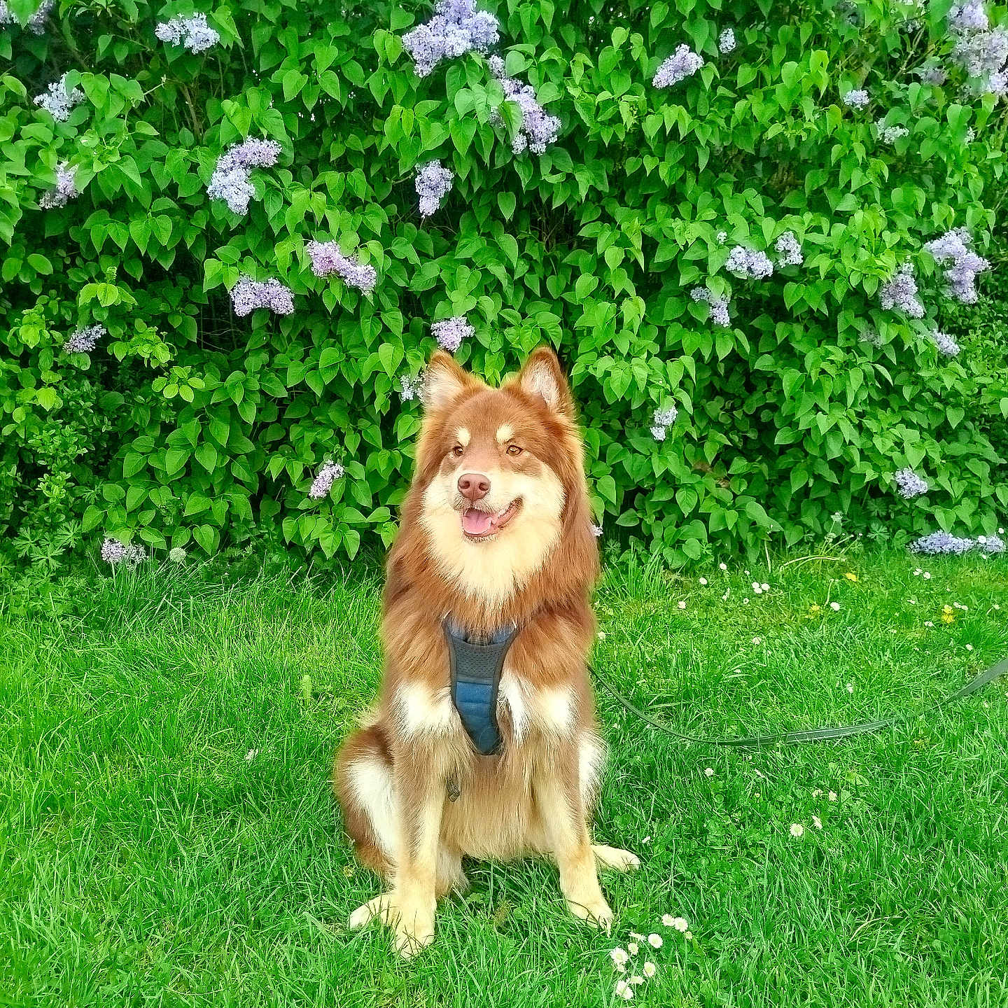 Aïko participe au concours pour gagner de l'argent avec cette photo : animal, bush, canine, cute, daylight, dog, flowers, fur, garden, grass, greenery, happy, leash, nature, outdoor, pet, portrait, purple_flowers, sitting, summer