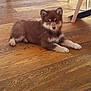 puppy, dog, brown_fur, cream_fur, wooden_floor, indoor, pet, animal, laying_down, cute, young, fur, floor, domestic, canine, relaxed, looking_at_camera, small, fluffy, companion