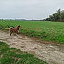 dog, brown_dog, fluffy, dirt_path, green_field, grass, plants, trees, overcast_sky, outdoor, nature, animal, leash, rural, landscape, walking_path, pet, canine, side_view, daylight