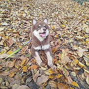Aïko participe au concours pour gagner de l'argent avec cette photo : animal, autumn, brown, canine, cute, dog, fall, forest, fur, happy, leash, leaves, nature, outdoor, pet, playful, puppy, smiling, white, woodland