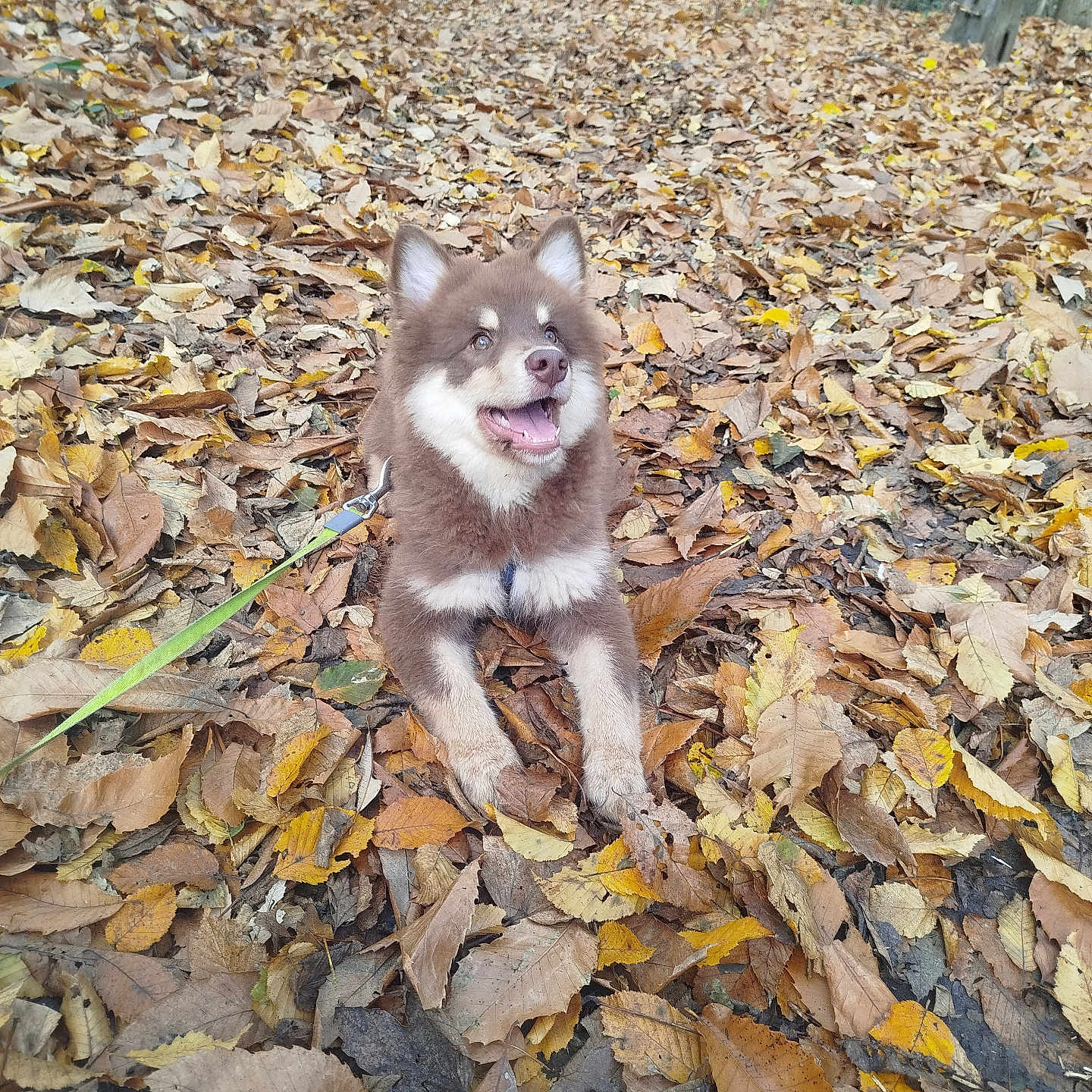 Aïko participe au concours pour gagner de l'argent avec cette photo : animal, autumn, brown, canine, cute, dog, fall, forest, fur, happy, leash, leaves, nature, outdoor, pet, playful, puppy, smiling, white, woodland
