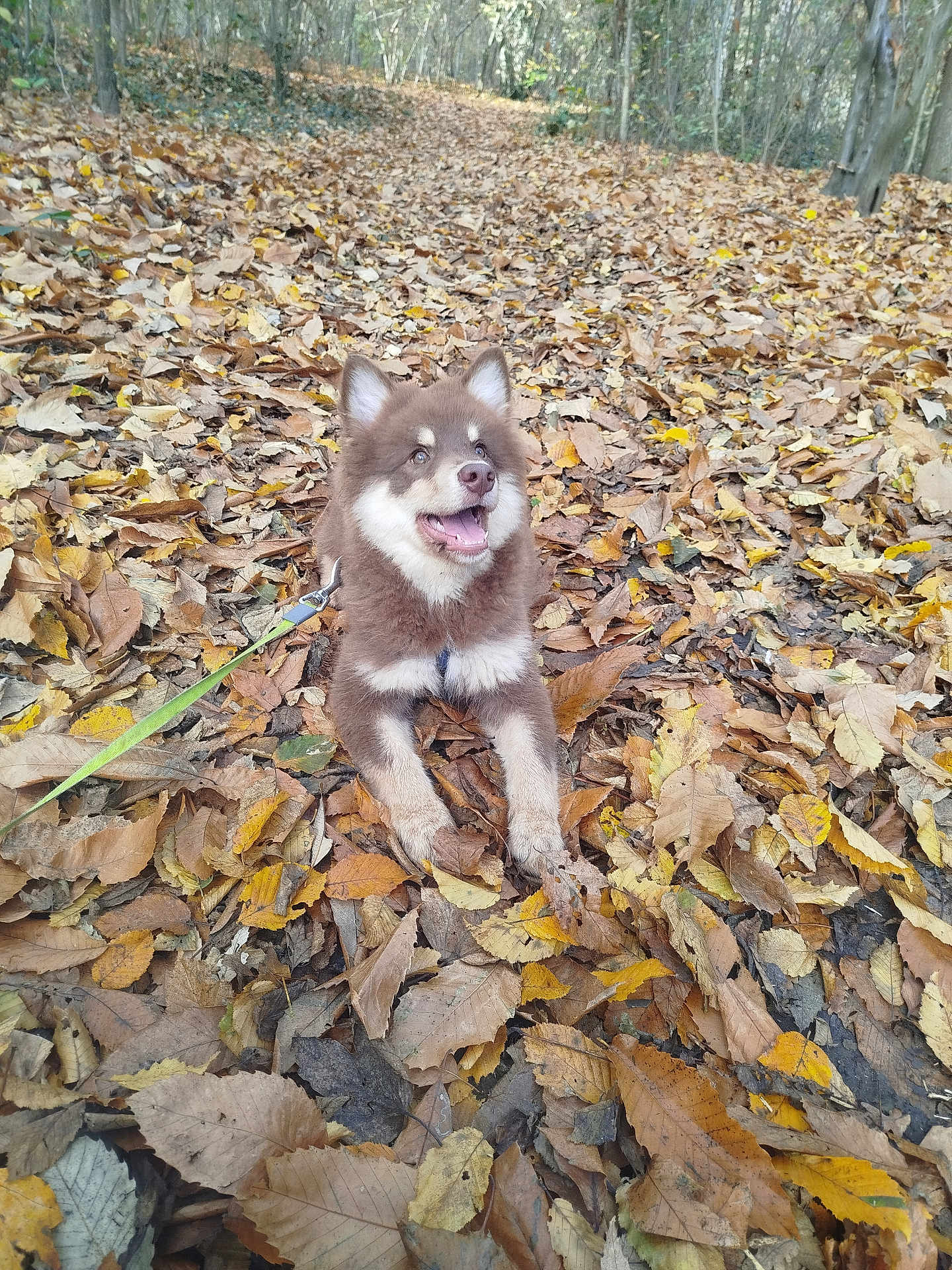 Aïko participe au concours pour gagner de l'argent avec cette photo : animal, autumn, brown, canine, cute, dog, fall, forest, fur, happy, leash, leaves, nature, outdoor, pet, playful, puppy, smiling, white, woodland