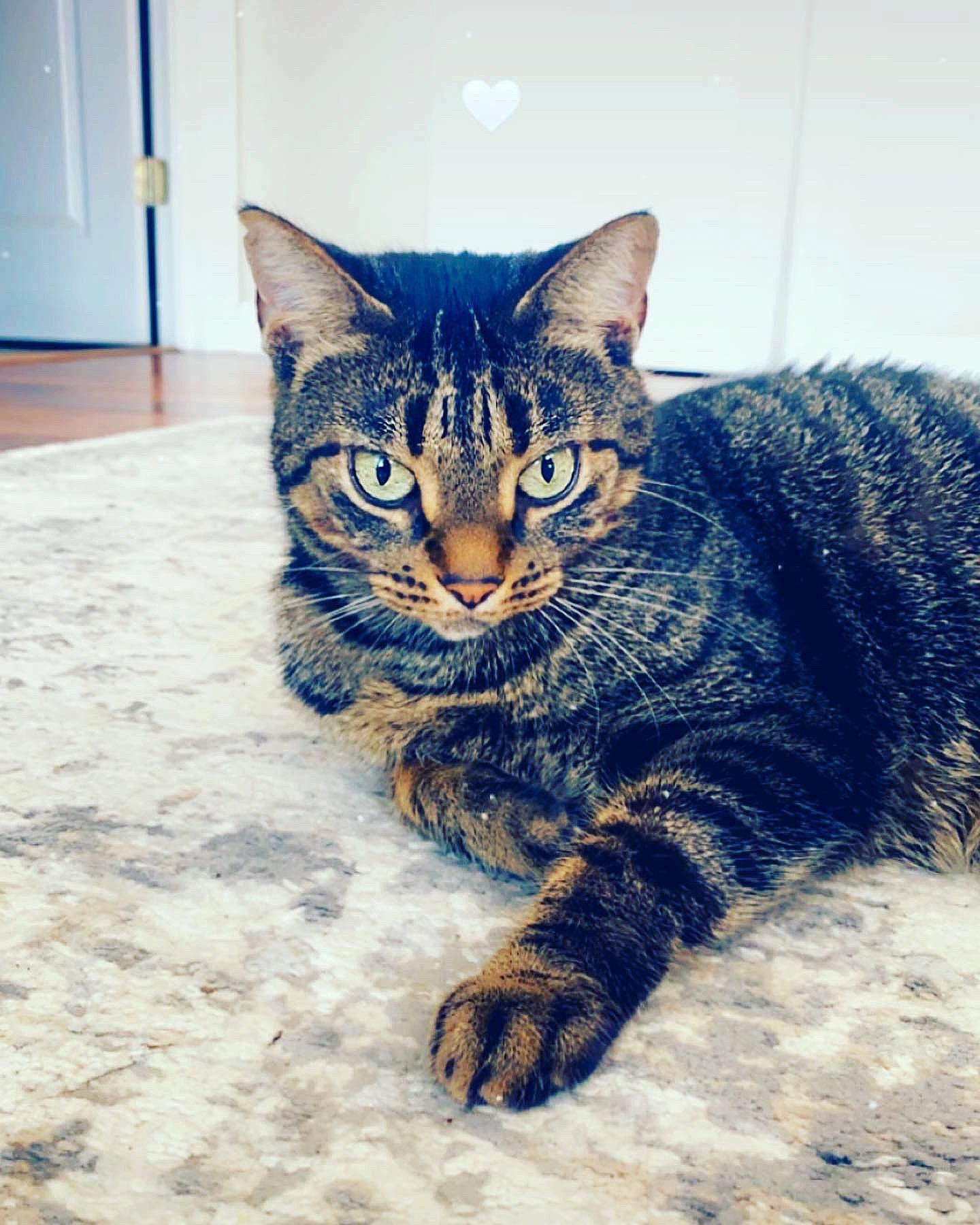 Cannoli joined the competition — help win amazing prizes! carnivore, cat, domestic_short_haired_cat, door, electric_blue, felidae, flooring, fur, paw, sitting, small_to_medium_sized_cats, snout, tail, terrestrial_animal, whiskers, window