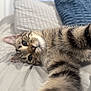 kitten, cat, tabby, stretching, paws, bed, pillow, fur, whiskers, closeup, cute, pet, animal, indoor, cozy, relaxed, sleepy, soft, young, domestic_cat