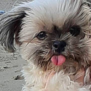Nexka a rejoint le concours — aidez-le/la à gagner de superbes lots ! dog, puppy, tongue_out, fluffy, beach, sand, hand, close_up, cute, pet, outdoor, animal, small_dog, fur, face, expression, adorable, nature, playful, portrait