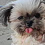 dog, puppy, tongue_out, fluffy, beach, sand, hand, close_up, cute, pet, outdoor, animal, small_dog, fur, face, expression, adorable, nature, playful, portrait