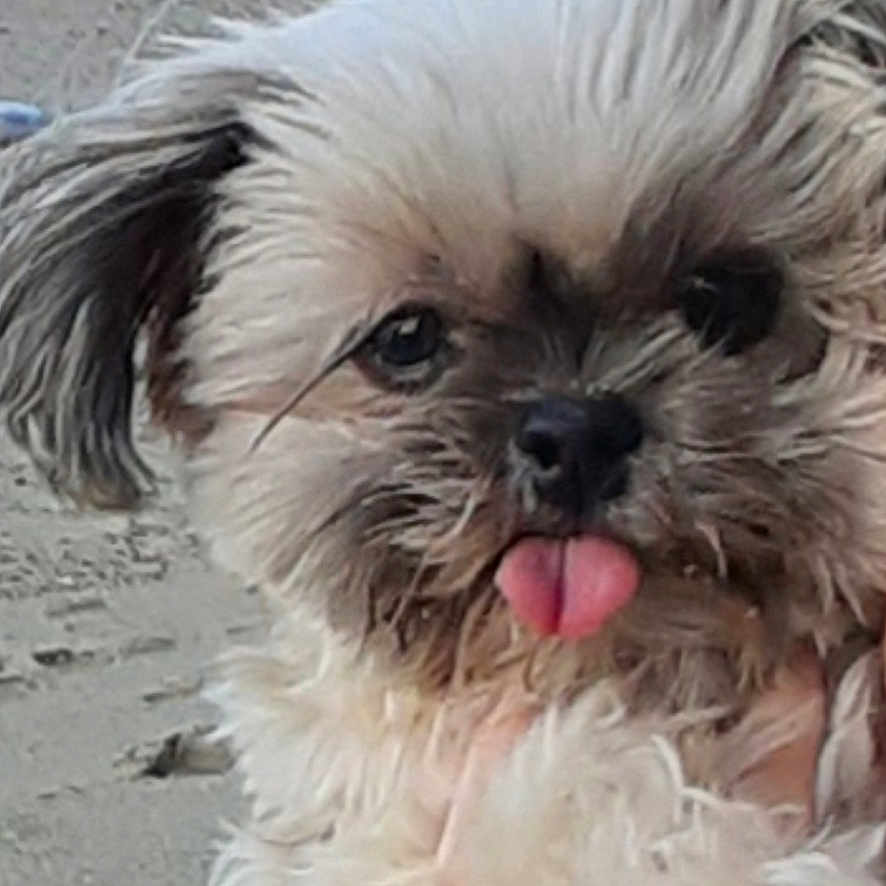 Nexka a rejoint le concours — aidez-le/la à gagner de superbes lots ! adorable, animal, beach, close_up, cute, dog, expression, face, fluffy, fur, hand, nature, outdoor, pet, playful, portrait, puppy, sand, small_dog, tongue_out