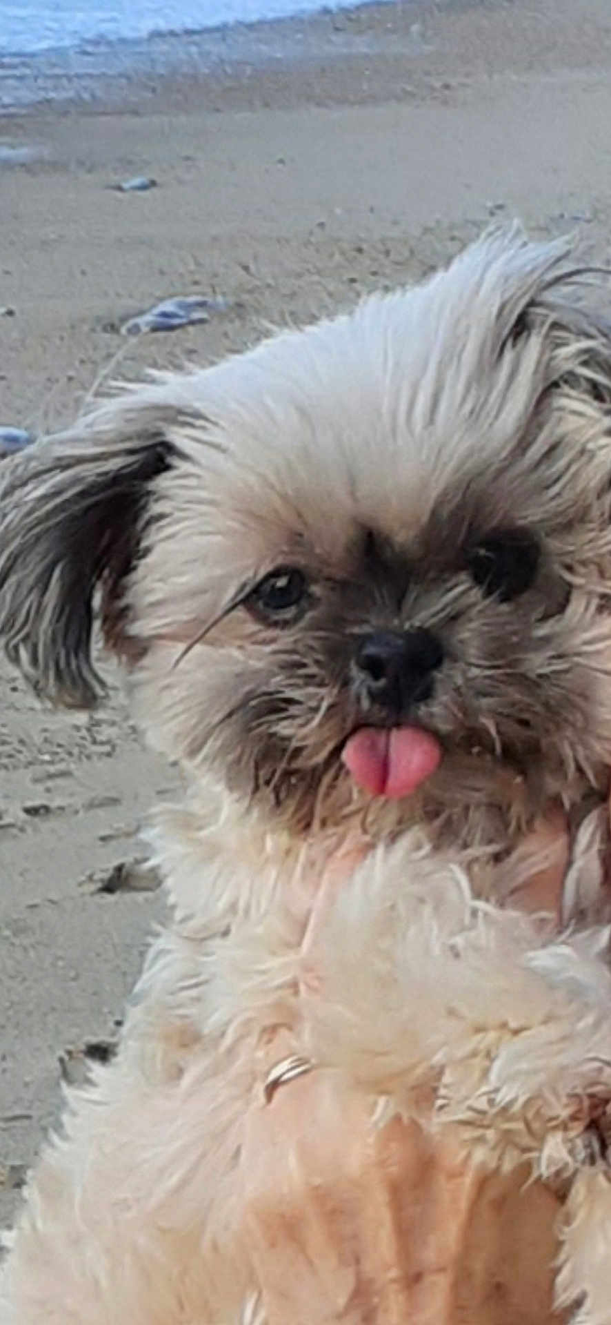 Nexka a rejoint le concours — aidez-le/la à gagner de superbes lots ! dog, puppy, tongue_out, fluffy, beach, sand, hand, close_up, cute, pet, outdoor, animal, small_dog, fur, face, expression, adorable, nature, playful, portrait