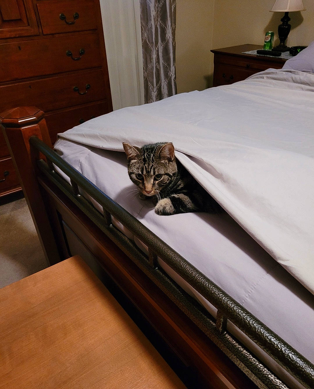 Blaze joined the competition — help win amazing prizes! bed, bedroom, cabinetry, carnivore, cat, comfort, drawer, dresser, felidae, floor, flooring, furniture, hardwood, interior_design, linens, nightstand, small_to_medium_sized_cats, table, whiskers, wood