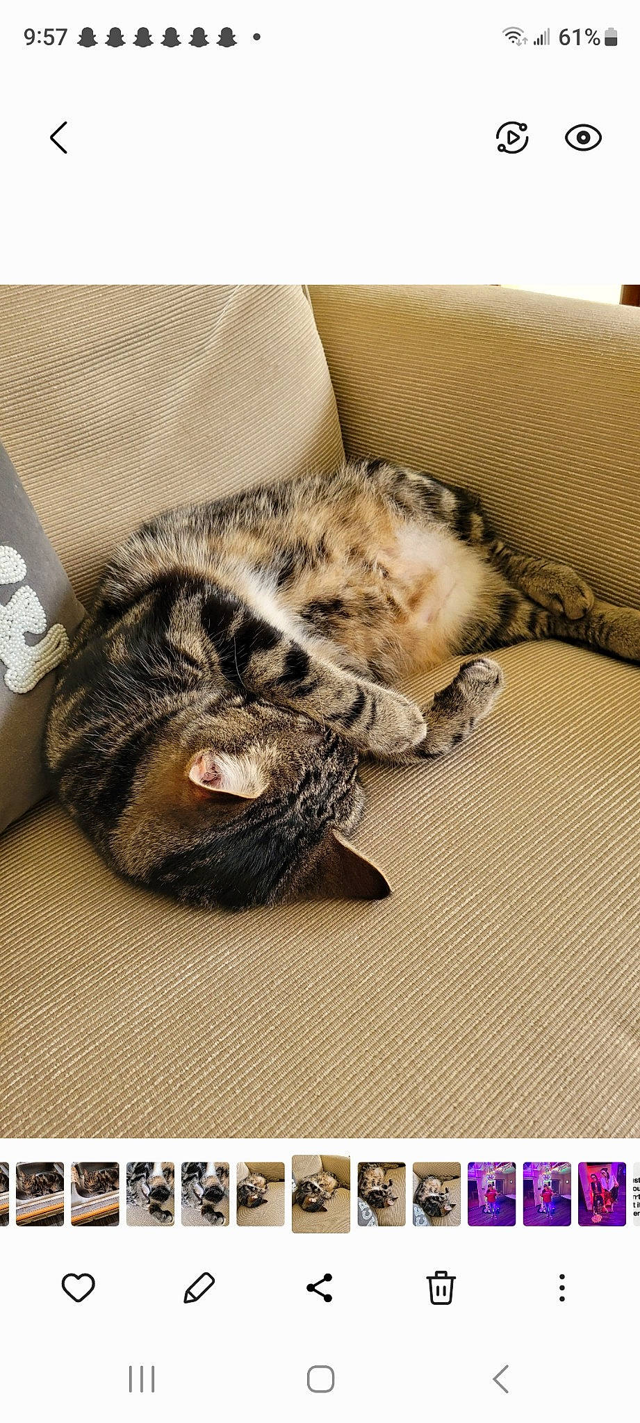 Blaze is registered to the contest to win money with this photo: carnivore, cat, claw, comfort, companion_dog, dog_breed, domestic_short_haired_cat, felidae, flooring, font, fur, nap, paw, photo_caption, screenshot, small_to_medium_sized_cats, sporting_group, tail, terrestrial_animal, whiskers