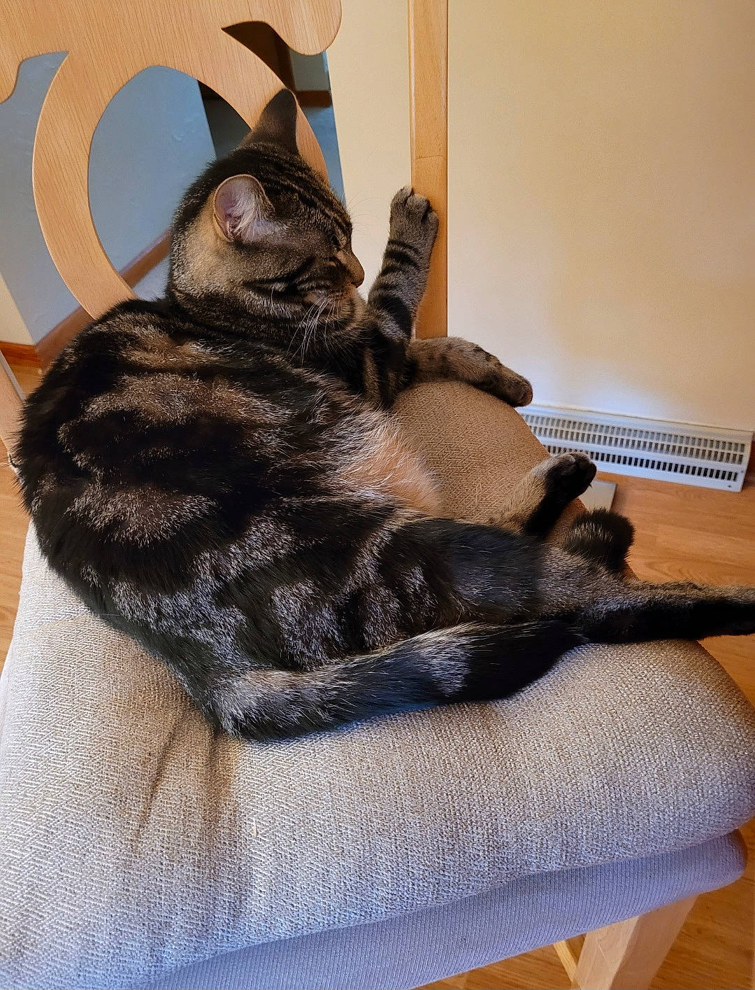 Blaze joined the competition — help win amazing prizes! bag, black_cat, carnivore, cat, claw, comfort, dog_breed, domestic_short_haired_cat, fawn, felidae, flooring, fur, luggage_and_bags, nap, paw, small_to_medium_sized_cats, snout, tail, whiskers, wood