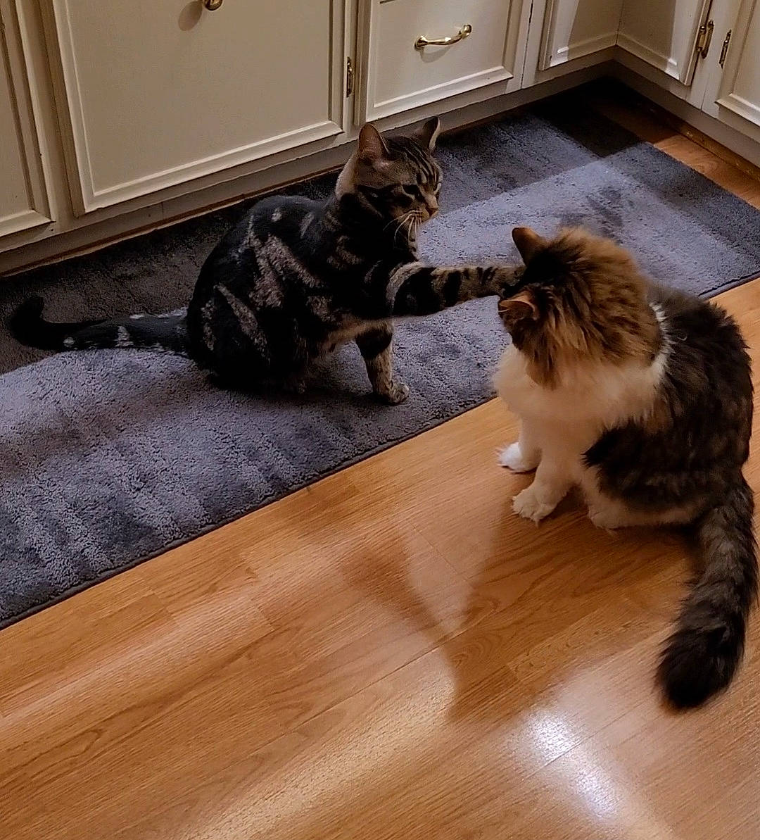 Blaze joined the competition — help win amazing prizes! brown, cabinetry, carnivore, cat, comfort, domestic_short_haired_cat, felidae, floor, flooring, fur, grey, hardwood, laminate_flooring, paw, small_to_medium_sized_cats, tail, whiskers, wood, wood_flooring, wood_stain