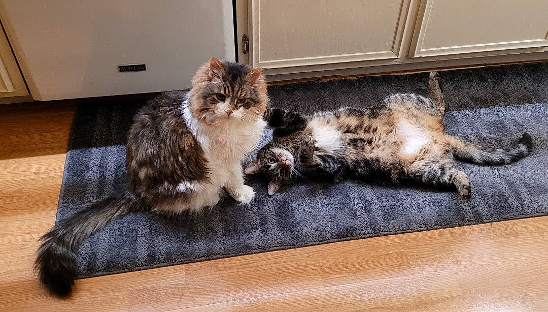 Blaze is registered to the contest to win money with this photo: carnivore, cat, claw, comfort, domestic_short_haired_cat, fawn, felidae, flooring, fur, hardwood, laminate_flooring, paw, siberian, small_to_medium_sized_cats, snout, tail, terrestrial_animal, whiskers, wood, wood_flooring