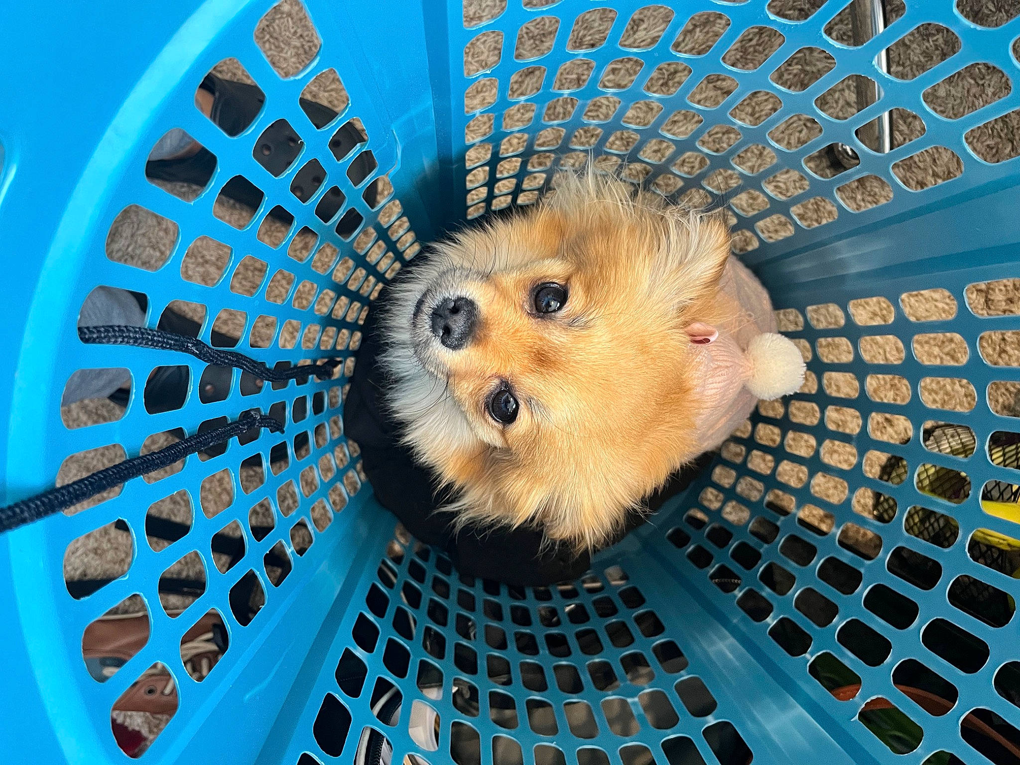 Abby joined the competition — help win amazing prizes! animal_shelter, automotive_wheel_system, blue, cage, carnivore, circle, companion_dog, dog_breed, domesticated_hedgehog, electric_blue, hedgehog, mesh, muroidea, mustelidae, pattern, pet_supply, rodent, snout, wheel, whiskers