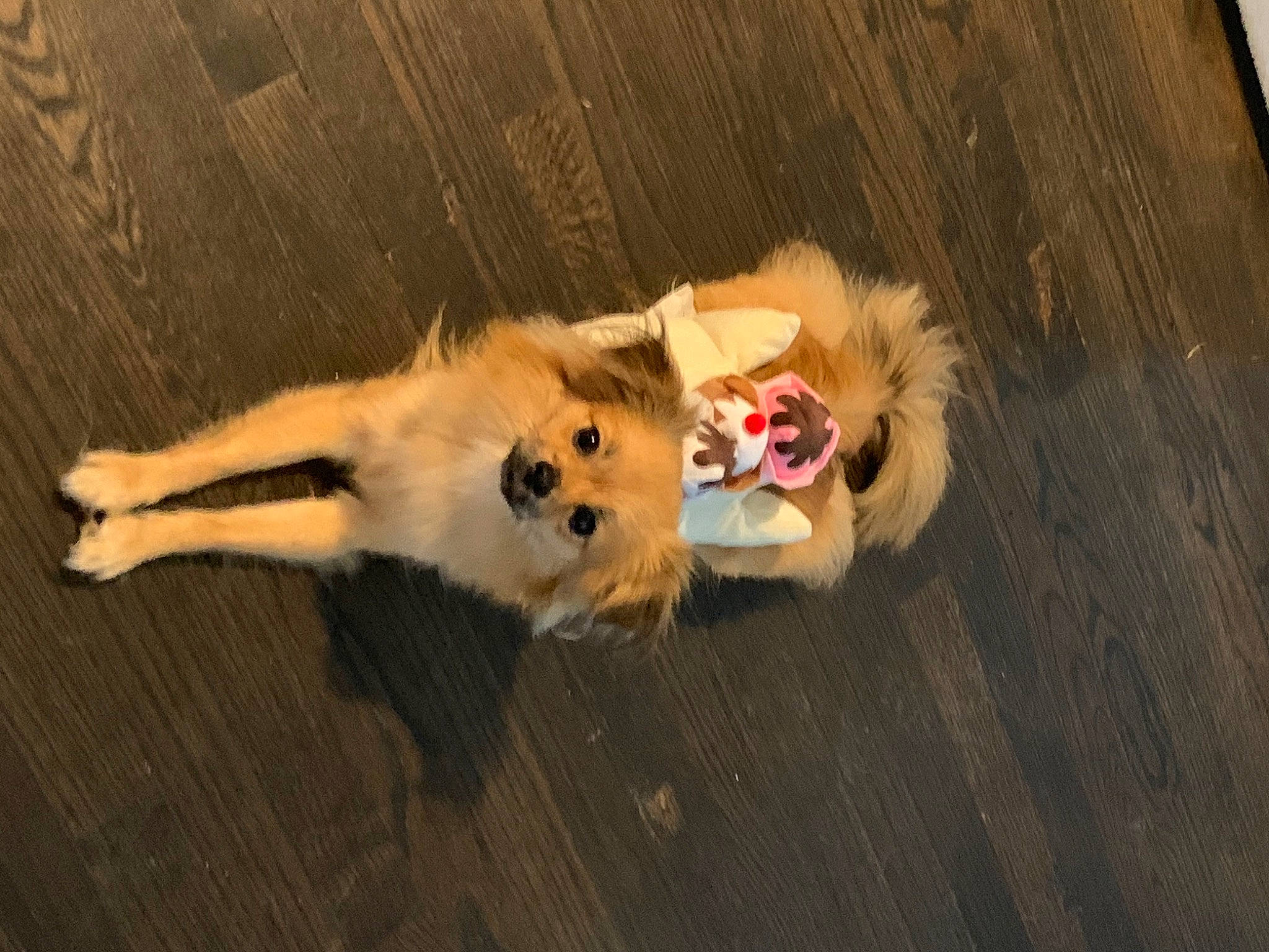 Abby joined the competition — help win amazing prizes! canidae, carnivore, companion_dog, dog, dog_breed, fawn, flooring, fur, german_spitz, german_spitz_klein, german_spitz_mittel, hardwood, pomeranian, snout, spitz, sporting_group, tail, volpino_italiano, whiskers, wood