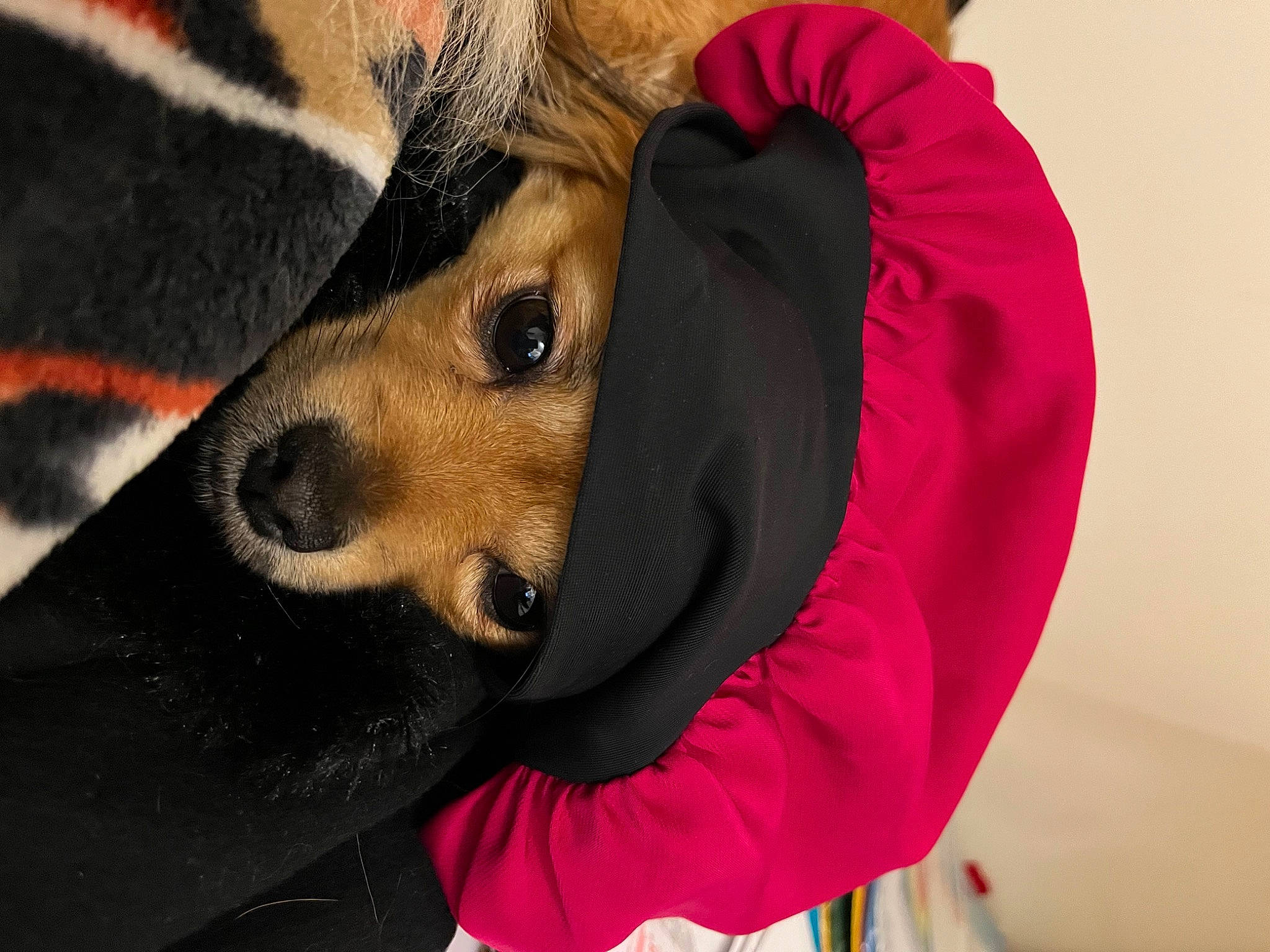 Abby is registered to the contest to win money with this photo: canidae, carnivore, companion_dog, dog, dog_breed, dog_clothes, dog_supply, eyelash, fashion_accessory, fawn, fur, guard_dog, magenta, personal_protective_equipment, selfie, snout, sporting_group, whiskers, working_animal, working_dog